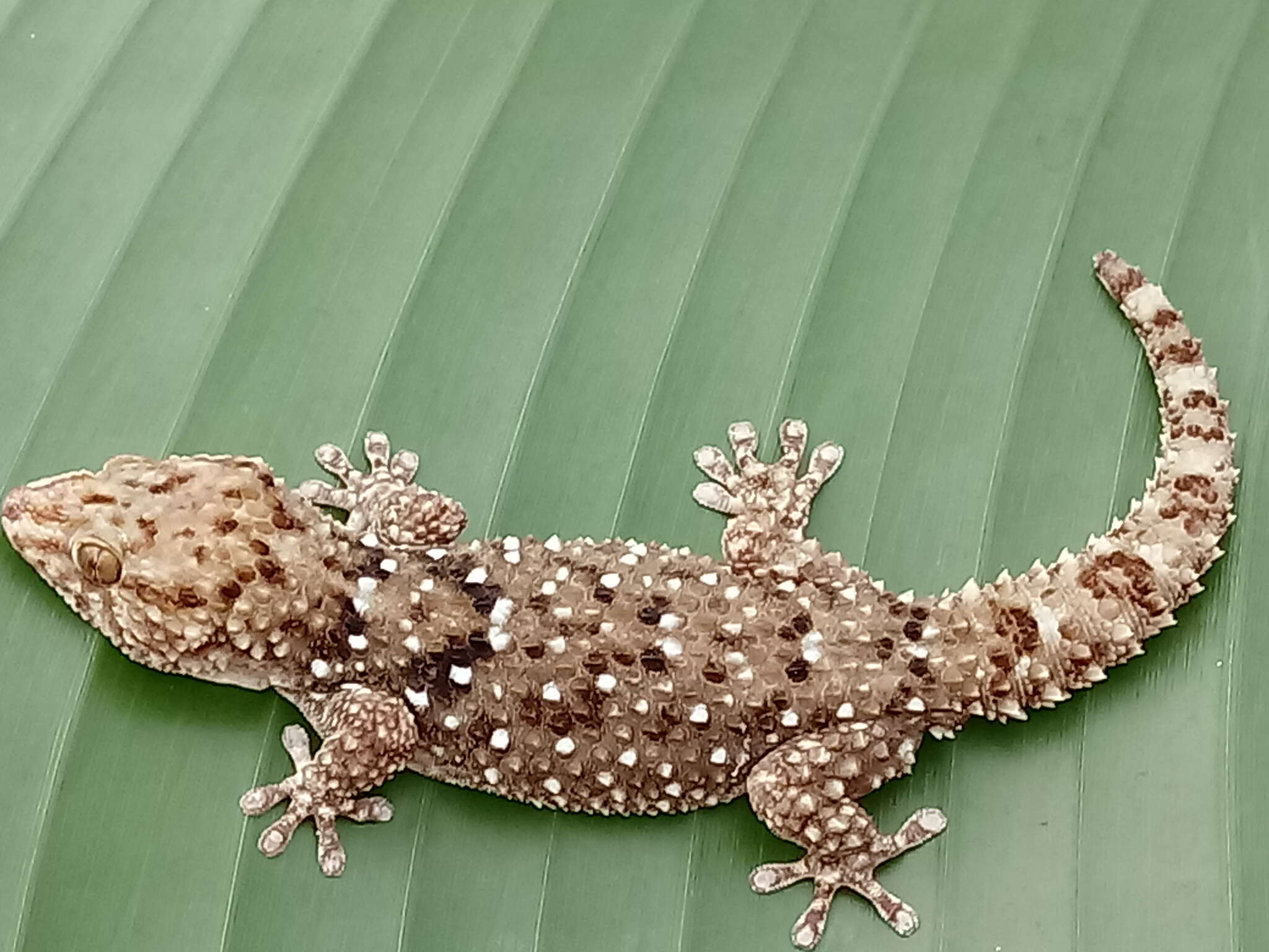 Слика од Chondrodactylus turneri (Gray 1864)