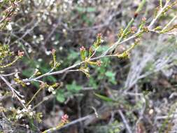 Слика од Leucopogon costatus (F. Muell.) J. Black