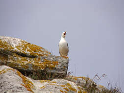 Слика од Larus michahellis michahellis Naumann & JF 1840