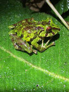 Image of Pristimantis eriphus (Lynch & Duellman 1980)