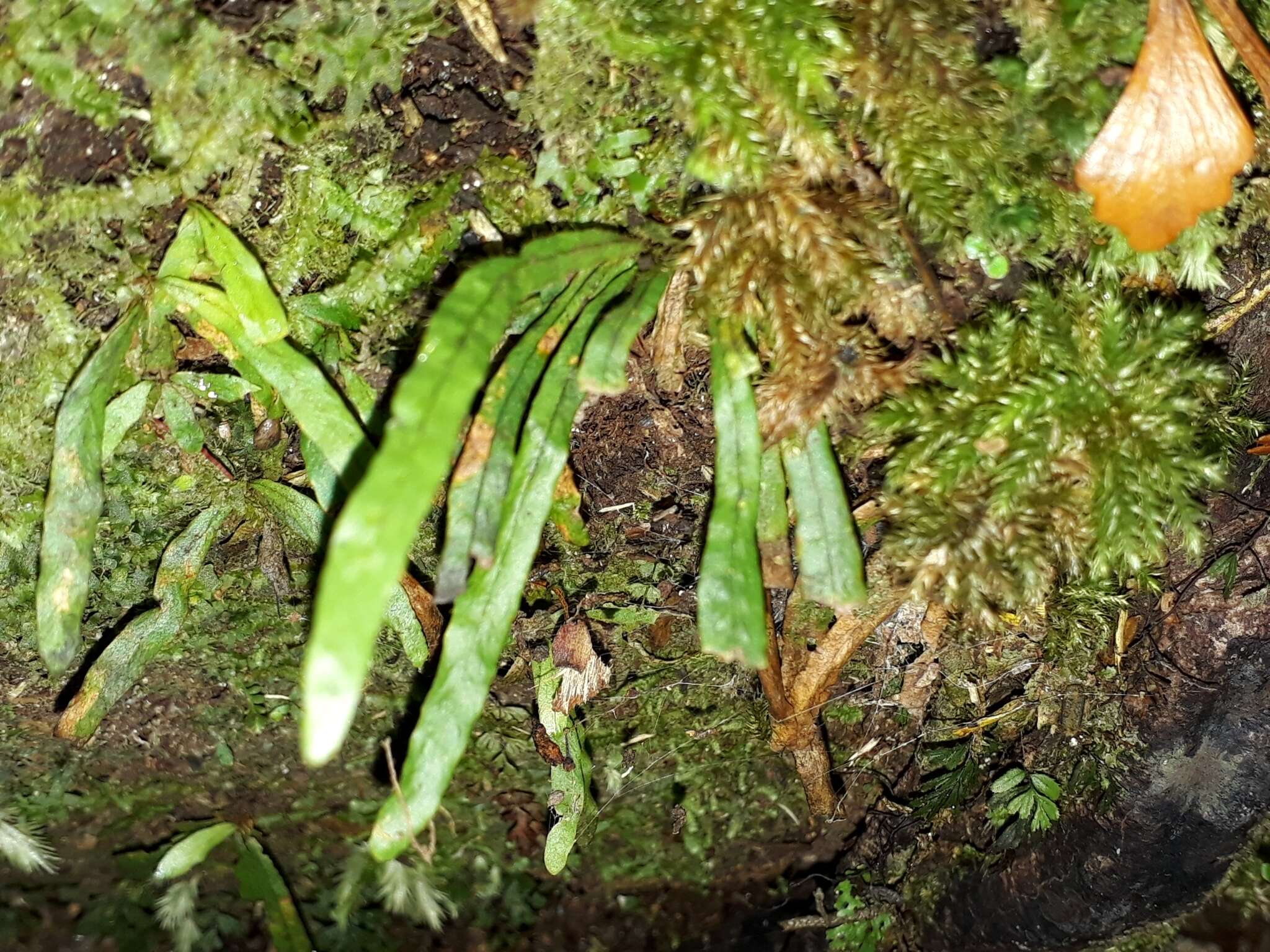 Image of Notogrammitis ciliata (Col.) Parris