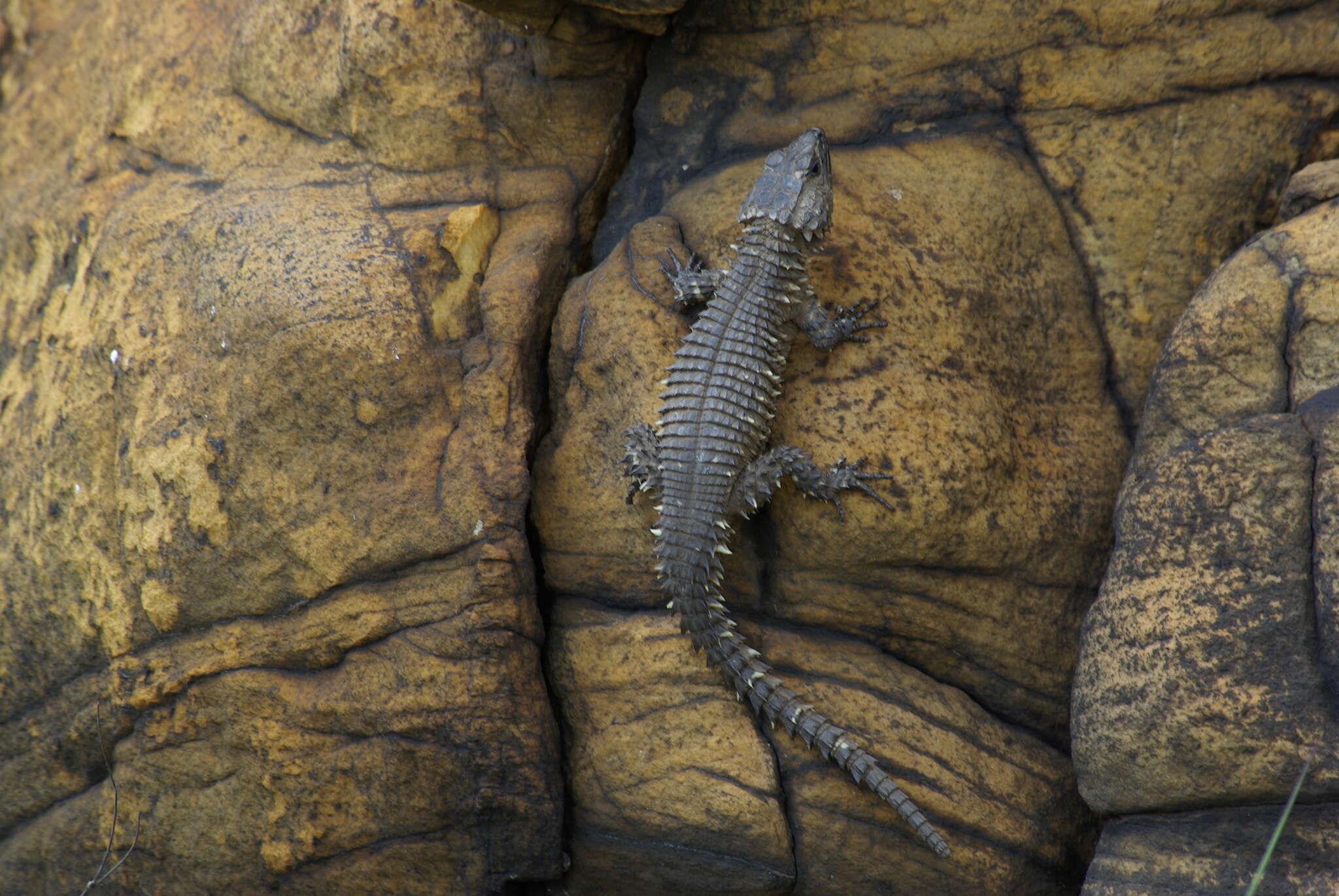 Image of Van Dam's Girdled Lizard