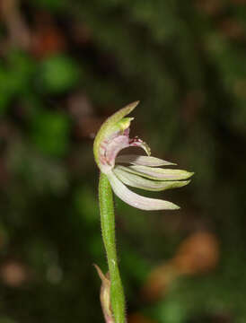 Image de Caladenia chlorostyla D. L. Jones, Molloy & M. A. Clem.