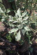 Image de Vitex zeyheri Sond. ex Schauer