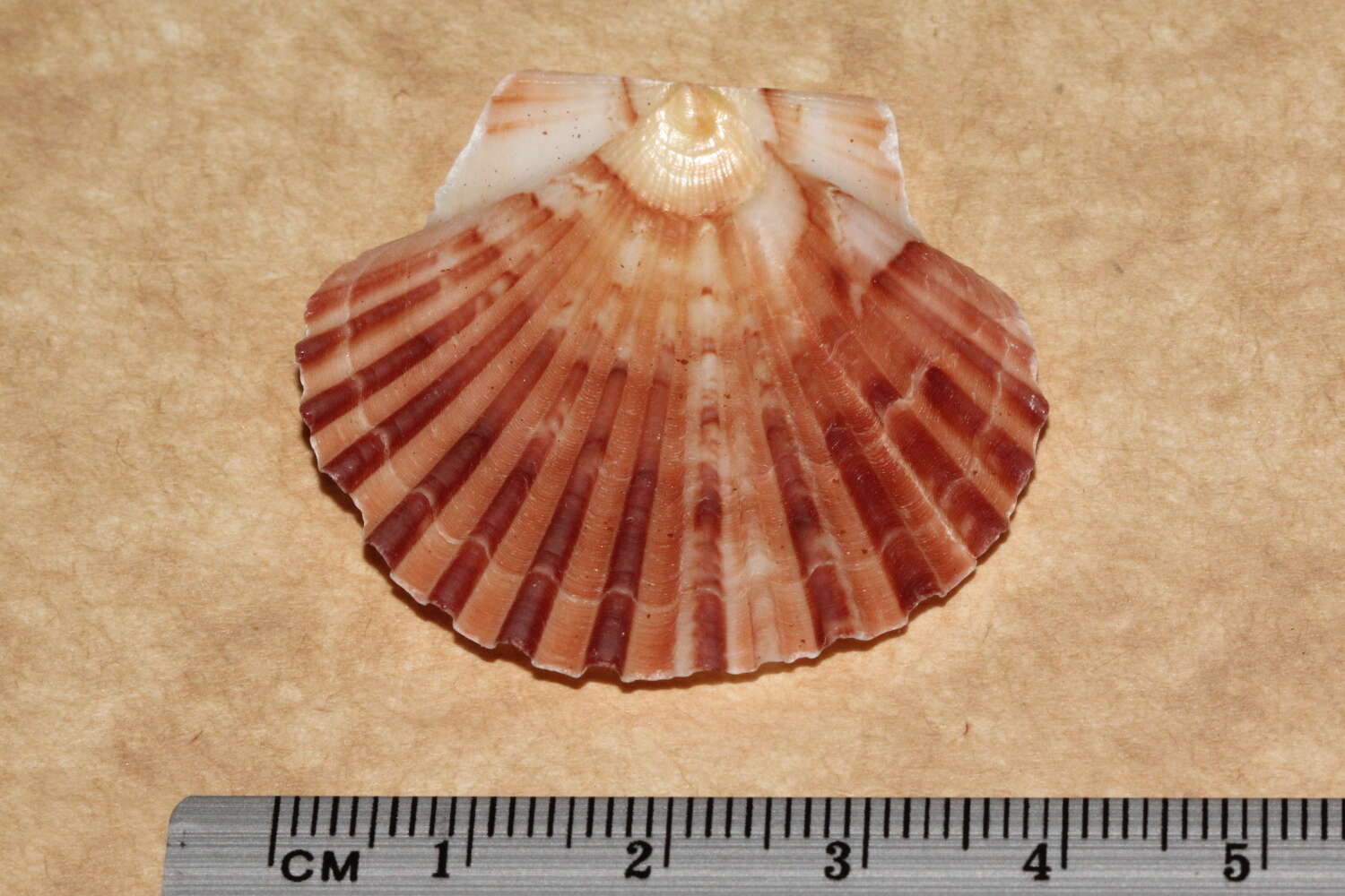 صورة Pecten fumatus Reeve 1852