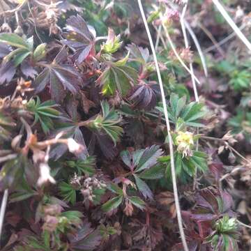 Image of Lachemilla procumbens (Rose) Rydb.