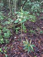 Image of Beyrich's hooded orchid