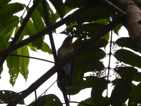 Image of Giant Weaver