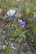 Image of Parry's gentian