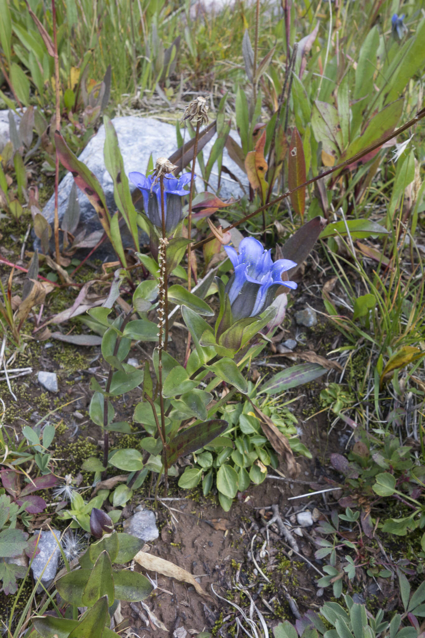 Image of Parry's gentian