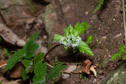 Image of Sanicula orthacantha S. Moore