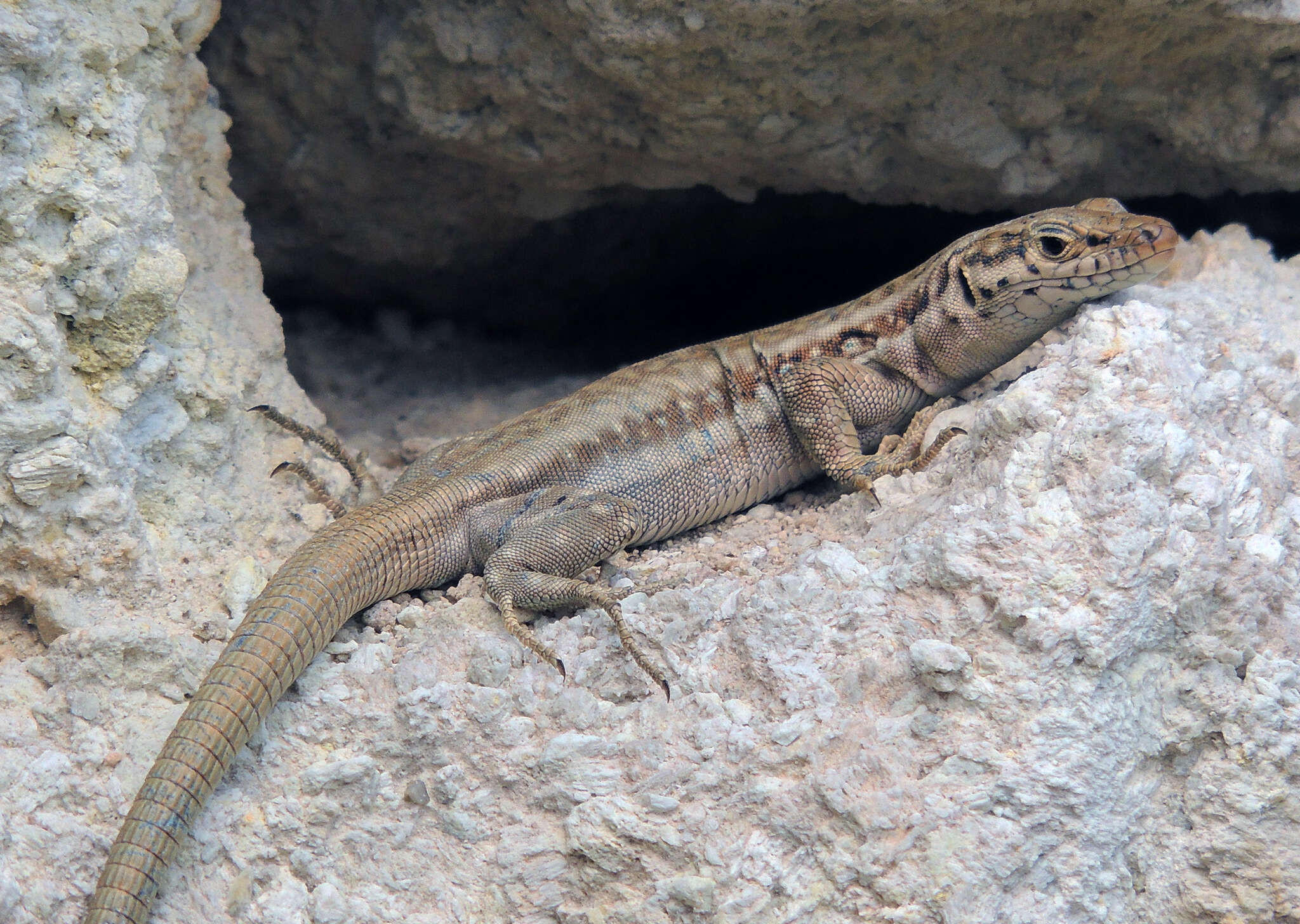 Image of Apathya cappadocica cappadocica (Werner 1902)