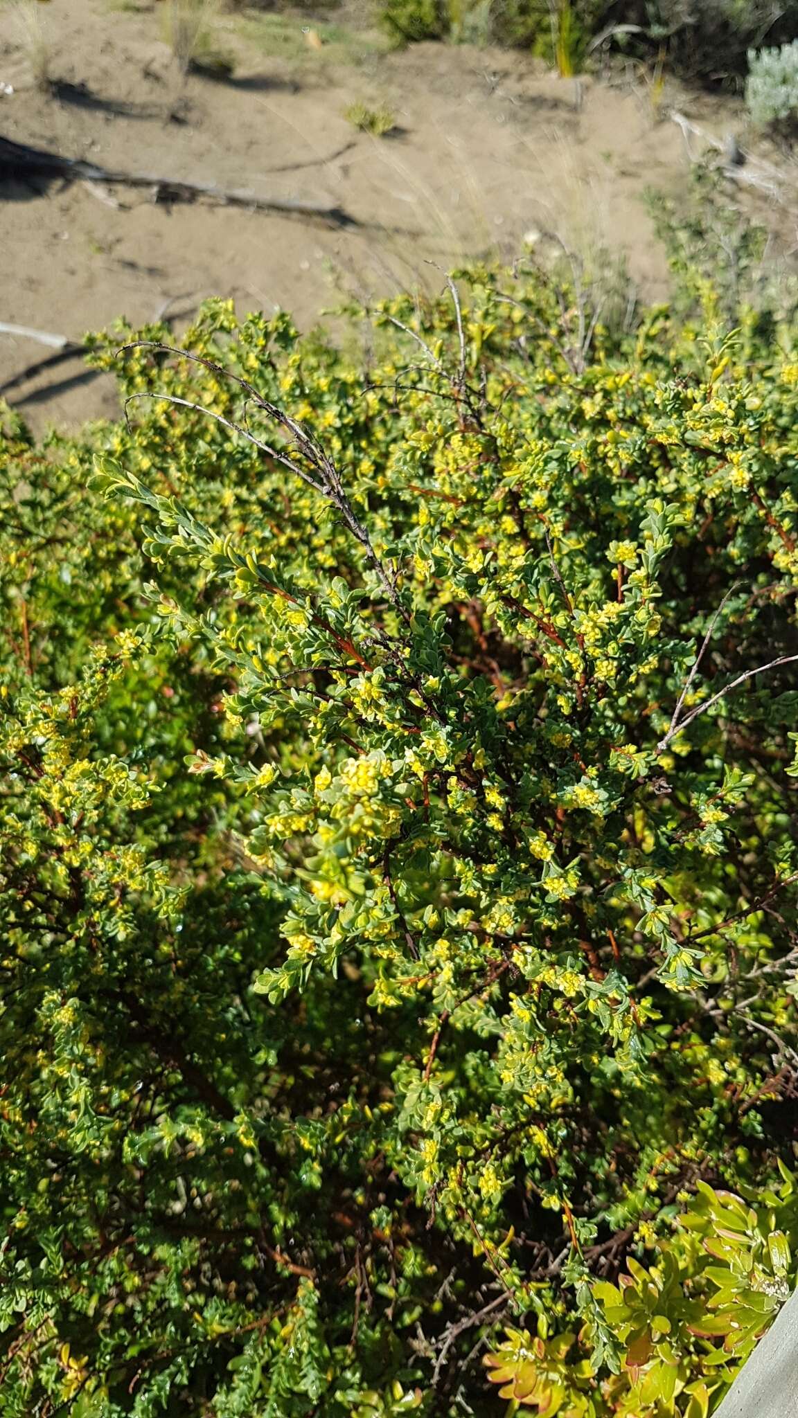 Image of Pimelea serpyllifolia R. Br.