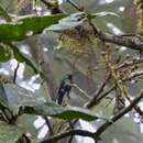 Image of Purple-bibbed Whitetip