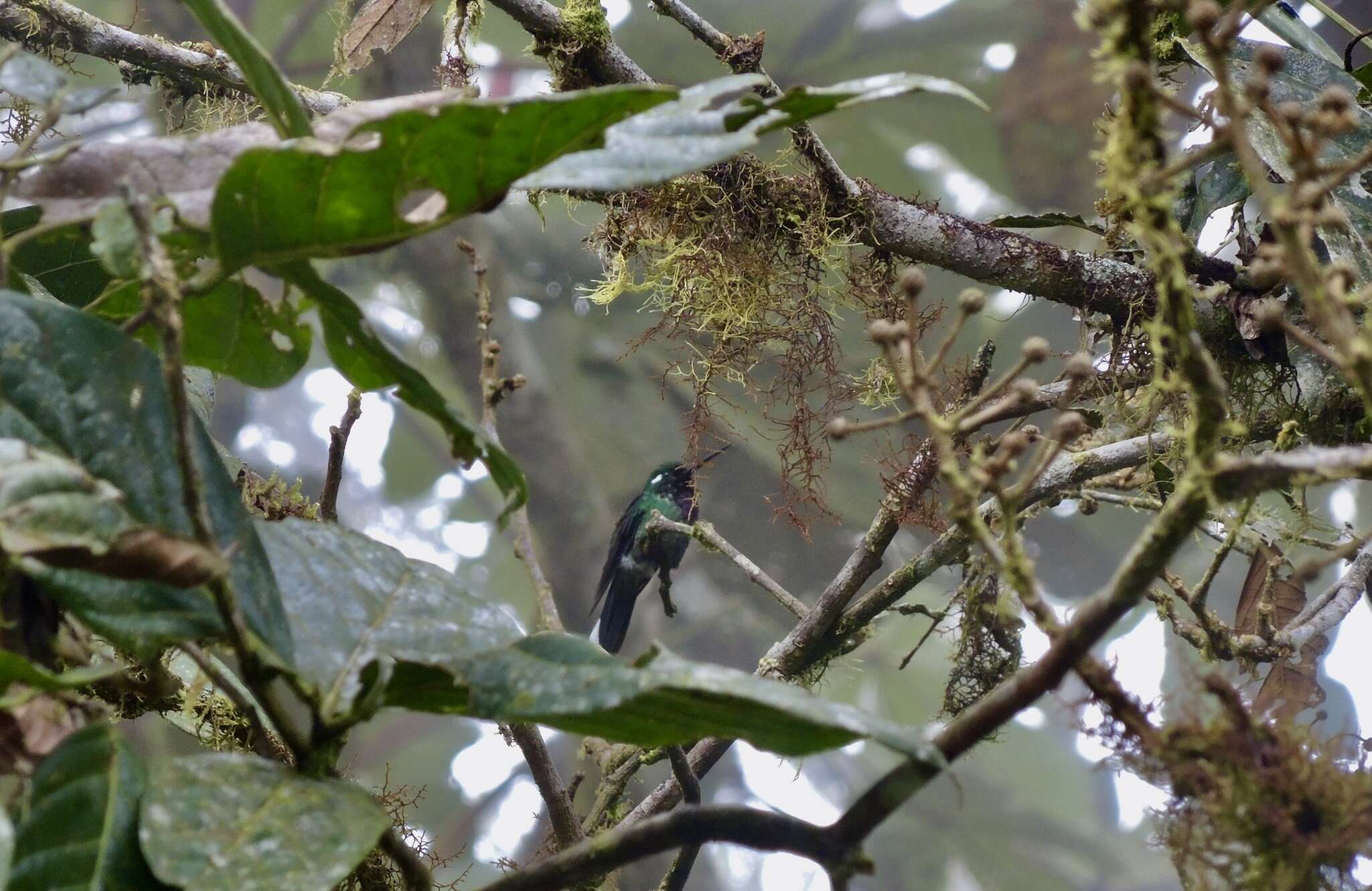 Plancia ëd Urosticte Gould 1853