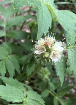 Image of Fendler's Waterleaf