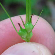 Image of James' sedge