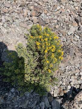 Image of Rydberg's goldenbush