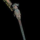 Sivun Phoenicagrion flammeum (Selys 1876) kuva