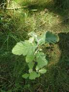 Image of <i>Scandosorbus intermedia</i> (Ehrhart) Sennikov