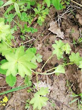 Image of Alchemilla tichomirovii Czkalov