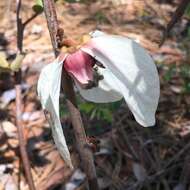 Image of bigflower pawpaw