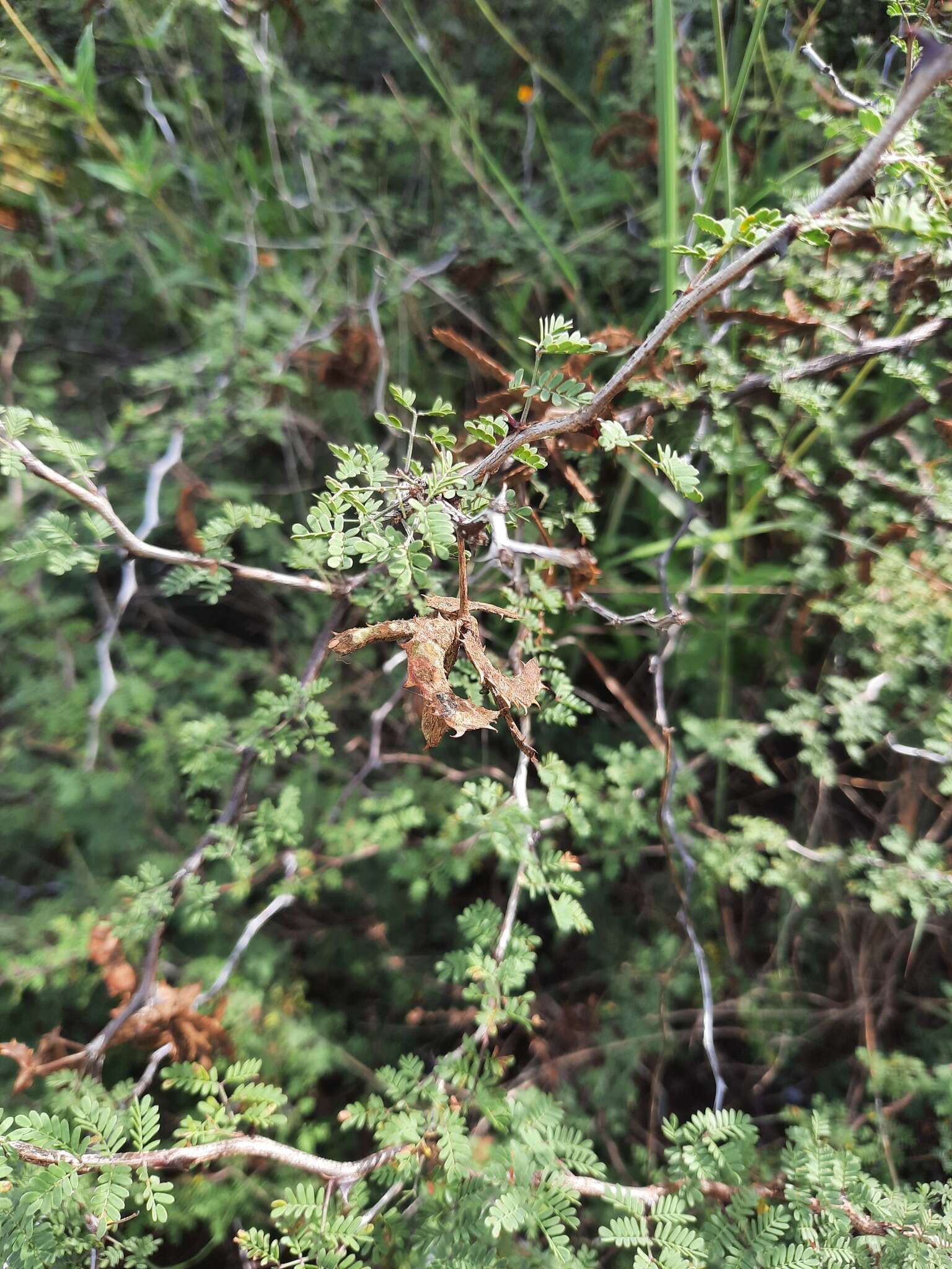 Image of fragrant mimosa