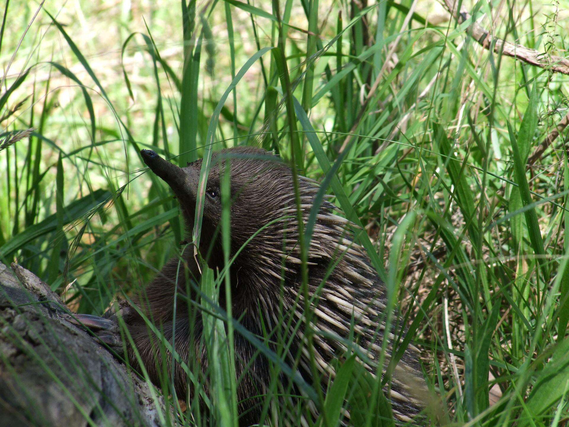 Image of Short-beaked Echidnas