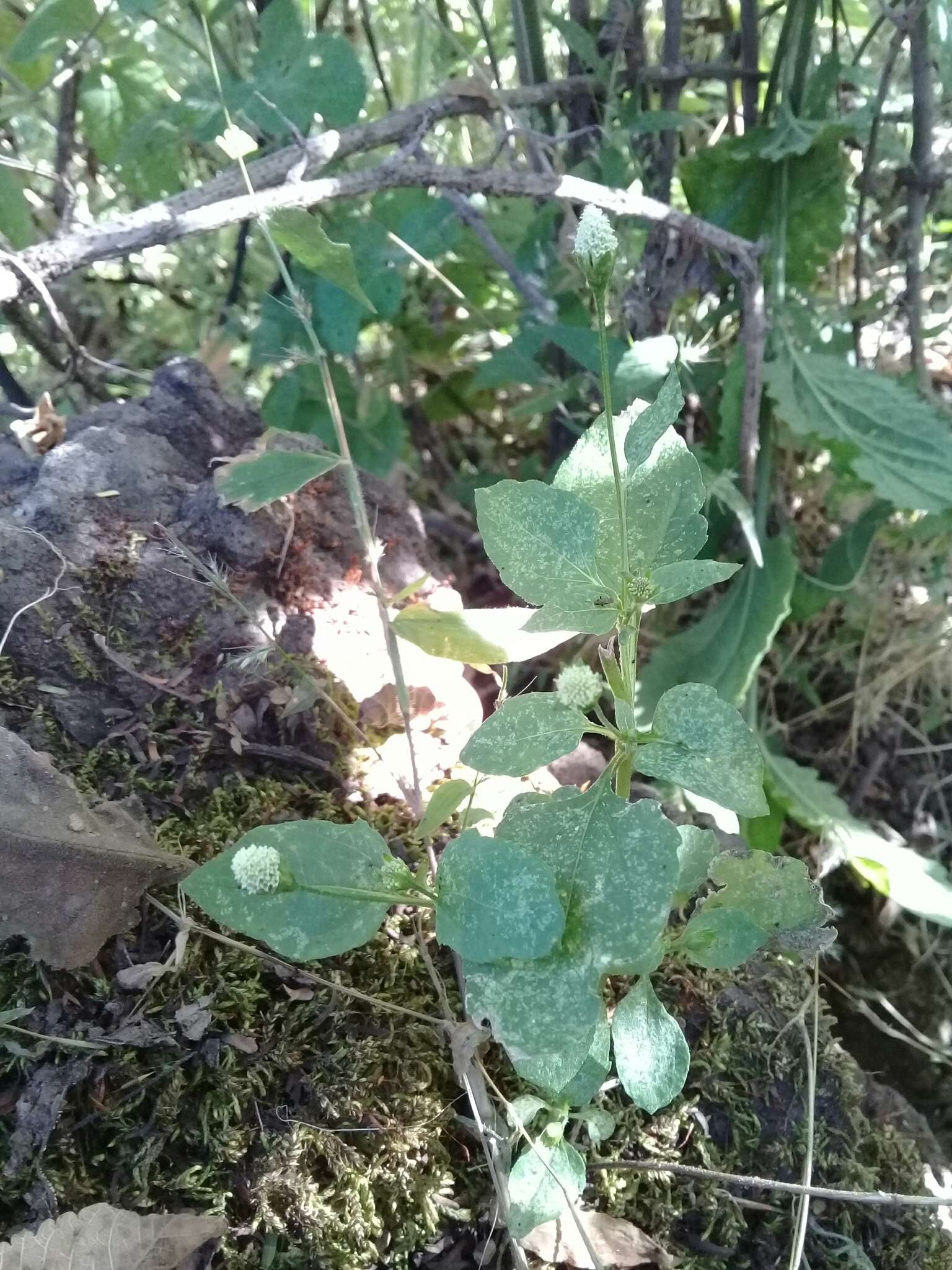 Image of Acmella radicans (Jacquin) R. K. Jansen