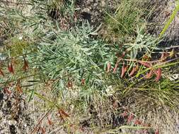 صورة Astragalus australis (L.) Lam.