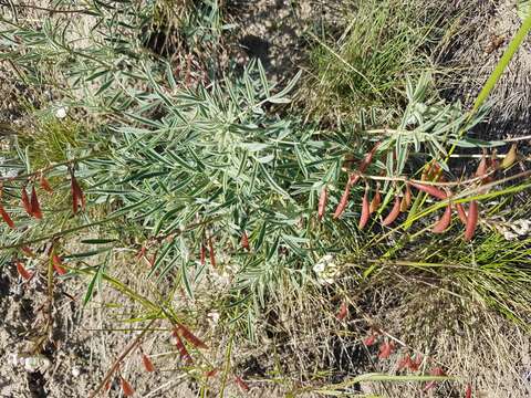 Image of Indian milk-vetch