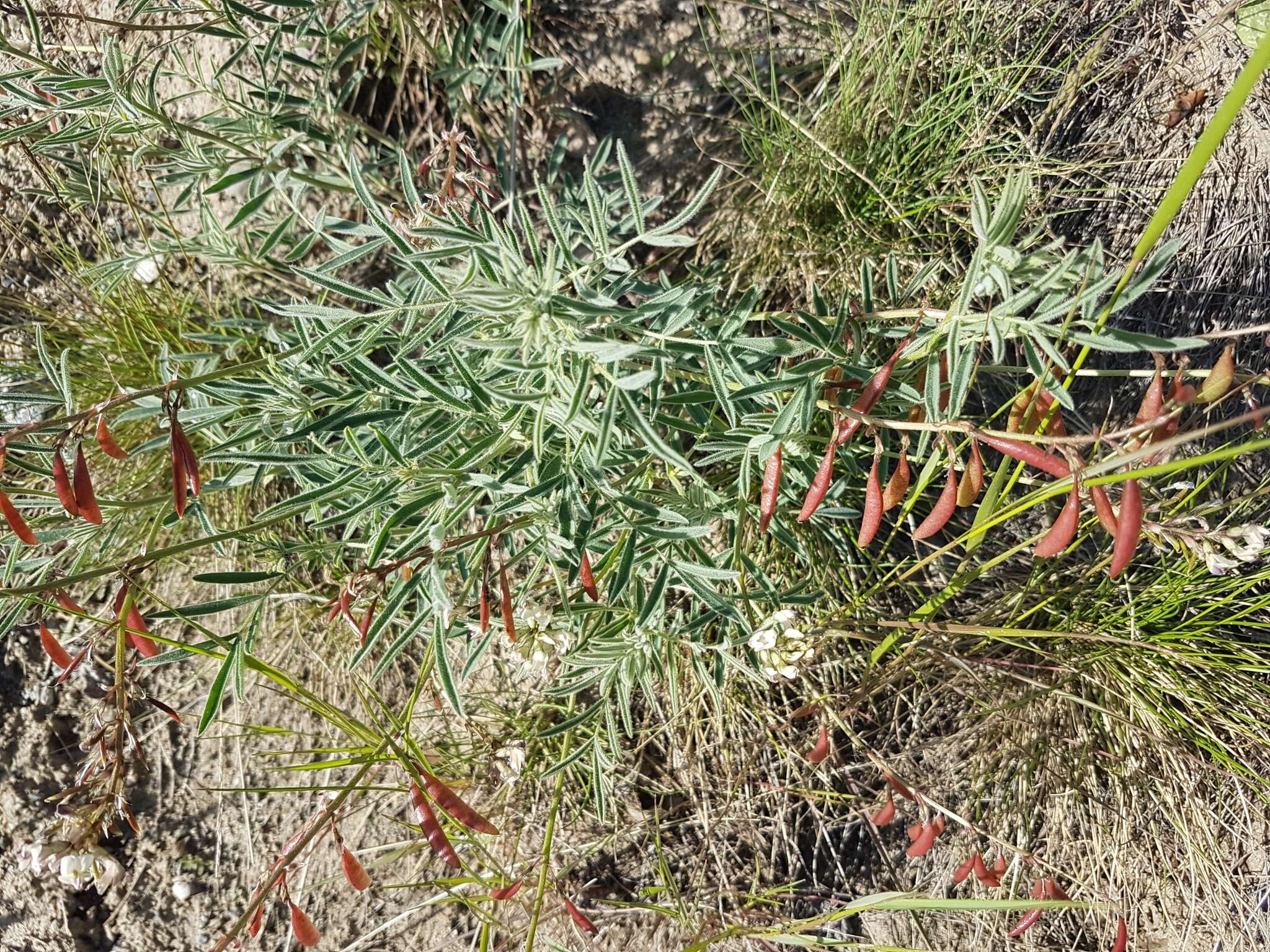 صورة Astragalus australis (L.) Lam.