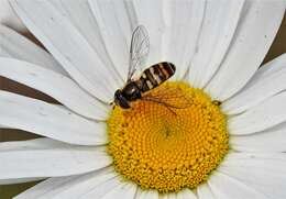 Image de Lapposyrphus aberrantis (Curran 1925)