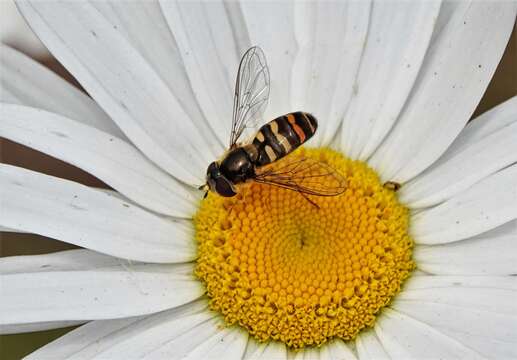 Image de Lapposyrphus aberrantis (Curran 1925)