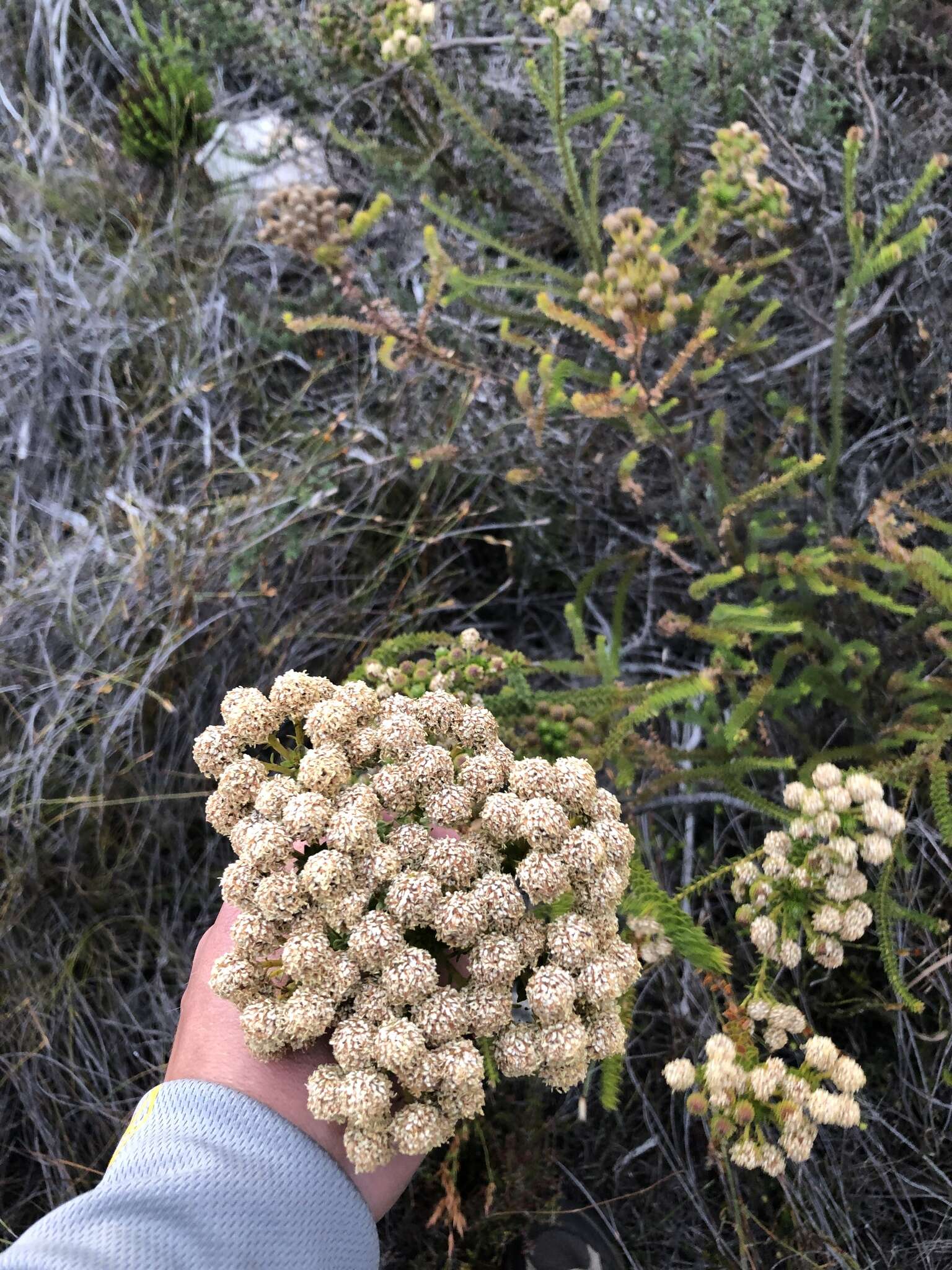 Image of Berzelia cordifolia Schltdl.