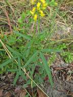 Image of Crotalaria lanceolata subsp. lanceolata