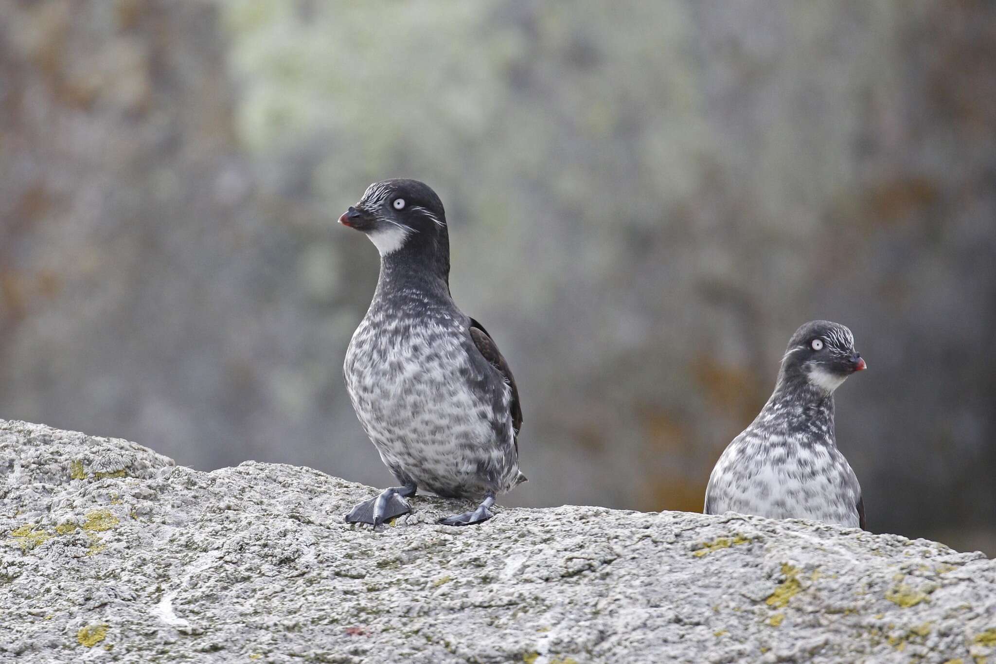 Image of Least Auklet