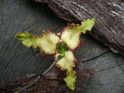 Image of Monodora tenuifolia Benth.