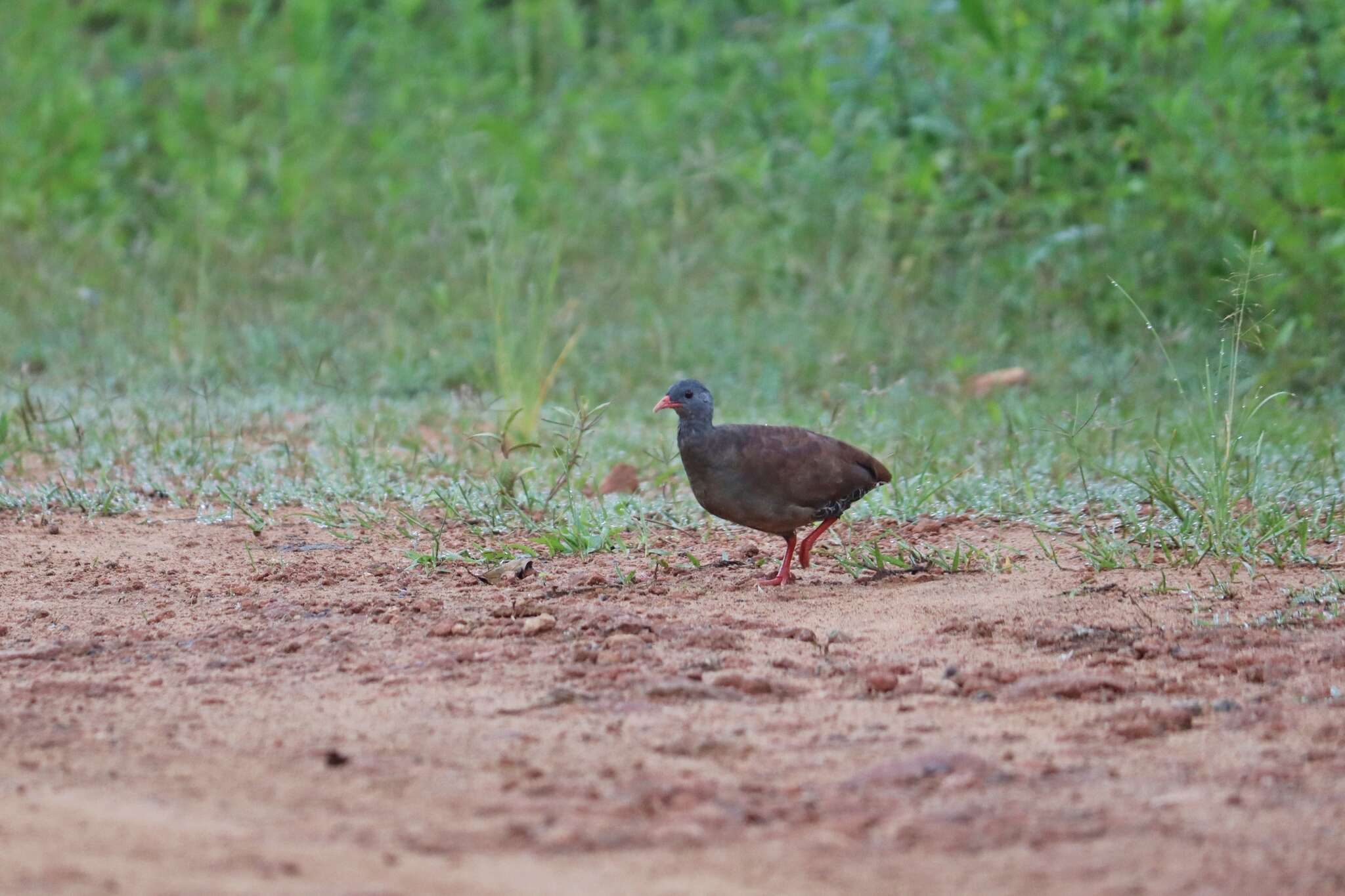 Image of Small-billed Tinamou