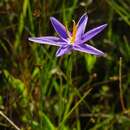 Image of fallflowering pleatleaf