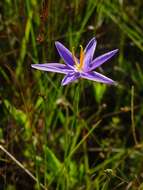 Image of fallflowering pleatleaf