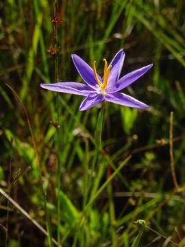 Imagem de Nemastylis floridana Small