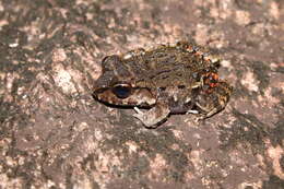 Image of Leptodactylus myersi Heyer 1995