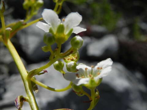 Image of Saxifraga callosa Sm.