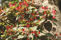 Image de Impatiens parasitica Bedd.