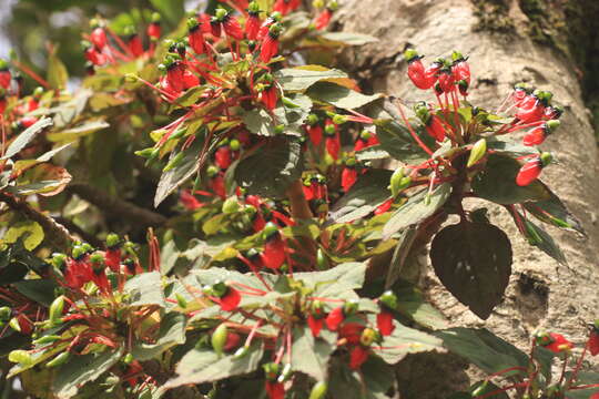 Image of Impatiens parasitica Bedd.