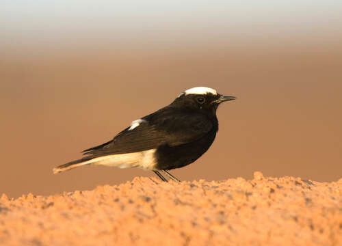 Image of White-crowned Black Wheatear