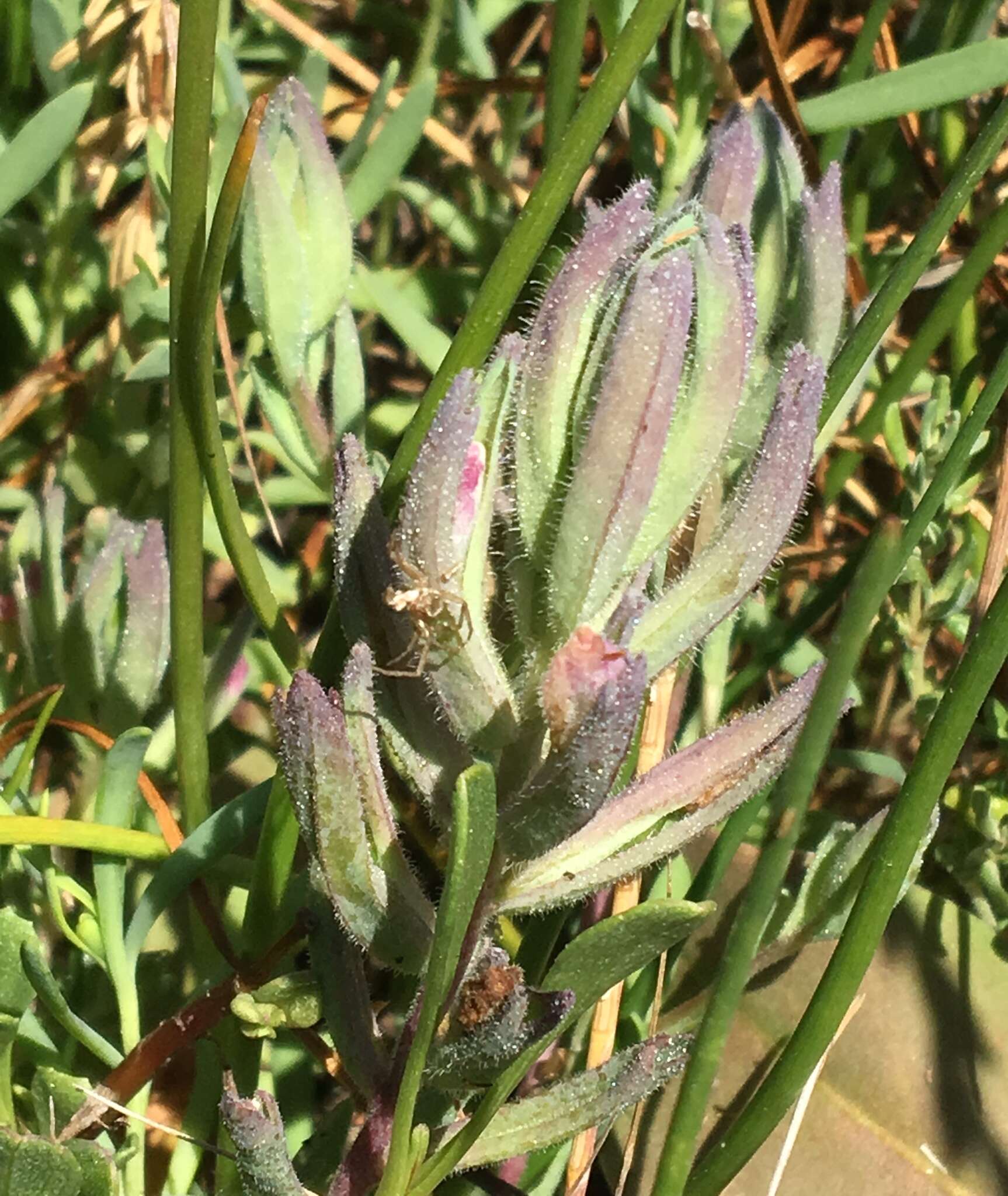 Image of Pt. Reyes bird's-beak