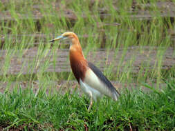 Image of Javan Pond-Heron