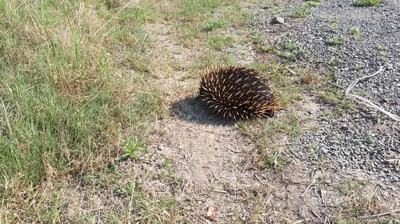 Image of Tachyglossus aculeatus aculeatus (Shaw 1792)